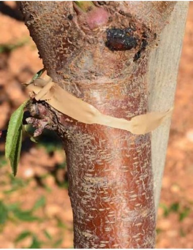Cinta para el guiado, caja 20 und color verde 26 metros