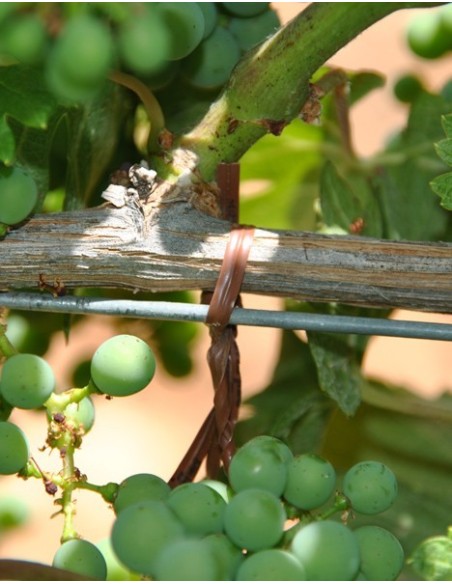 ROULEAU COMPATIBLE POUR ATTACHEUR PELLENC