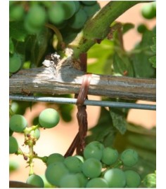 ROULEAU COMPATIBLE POUR ATTACHEUR PELLENC 2